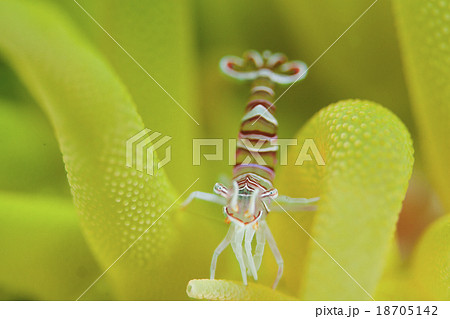 バルスイバラモエビ　ダイビング 18705142