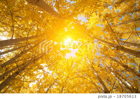 Fall Aspen Trees 18705613