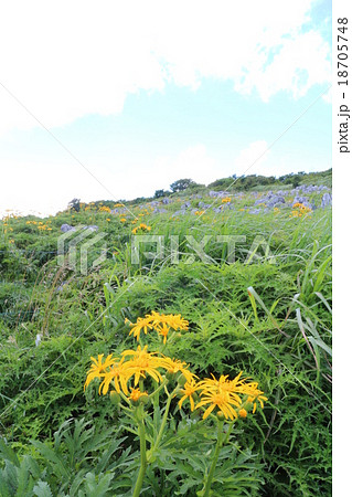 四国カルスト天狗高原のハンカイソウ 18705748