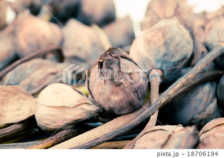 Withered Water lily or lotus Flowers pray Buddha Withered Water lily or lotus Flowers pray Buddha 18706194