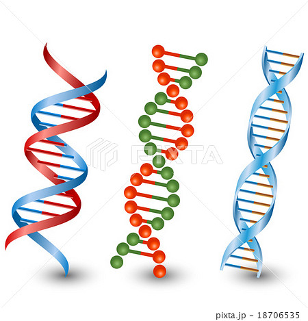 Dna Strands Vector On The White Backgroundのイラスト素材