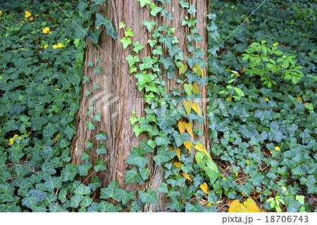 蔦 ツタ 蔦 ツタ 18706743