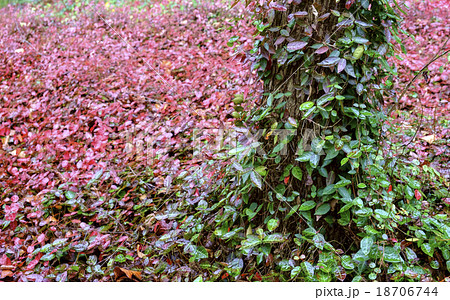 蔦 ツタ 蔦 ツタ 18706744