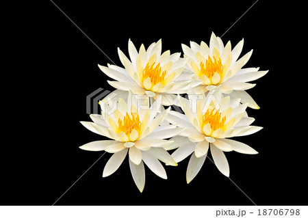 Lotus isolated on black background 18706798