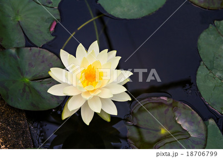 Yellow lotus 18706799