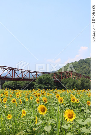 大洲市のひまわり畑 大洲市のひまわり畑 18706836