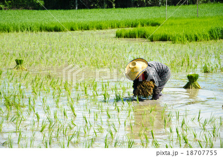 Farmers are farming. 18707755