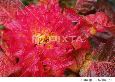 ハケゲイトウ 赤色 ハケゲイトウ 赤色 18708171