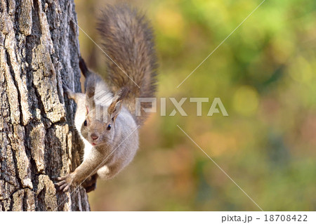 こんにちは 18708422