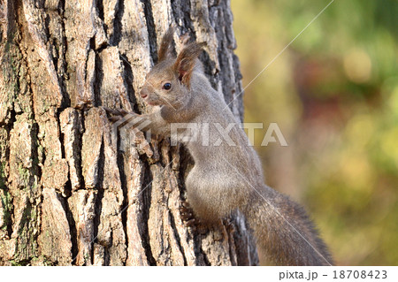 晩秋のエゾリス 18708423