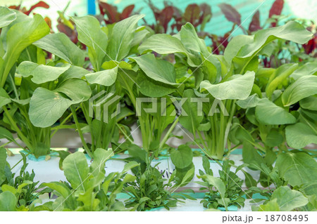 Fresh Bok Choy vegetable ,hydroponic system. 18708495