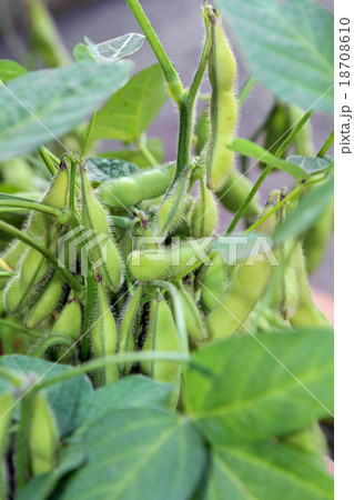 Fresh Soybean. 18708610