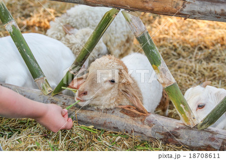 Feeding lamb. Feeding lamb. 18708611