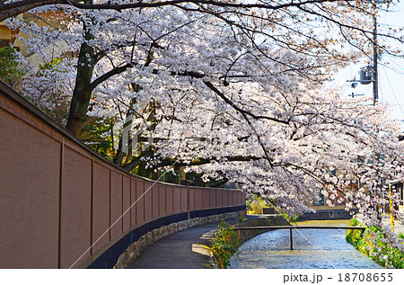 京都岡崎　桜咲く春の風景 18708655