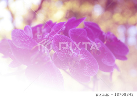 Colorful orchids and blur the background. 18708845