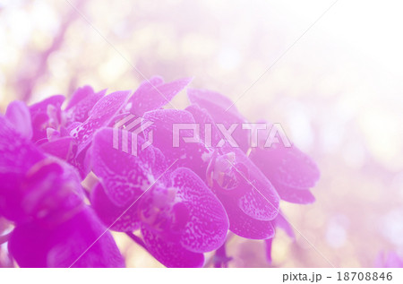 Colorful orchids and blur the background Colorful orchids and blur the background 18708846