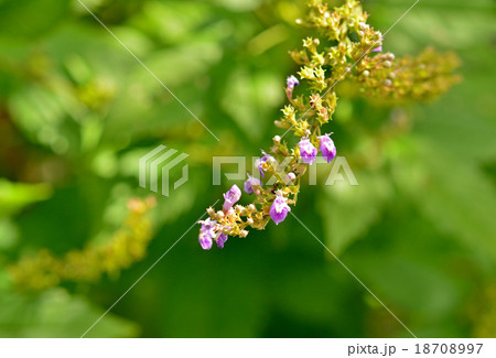 樹木：ニンジンボク　シソ科 18708997