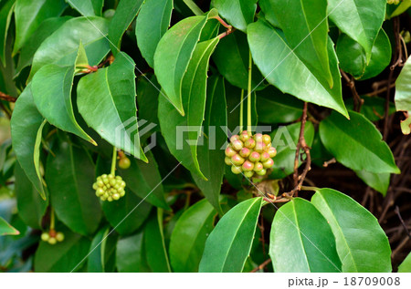 樹木：ビナンカズラ　マツブサ科 18709008