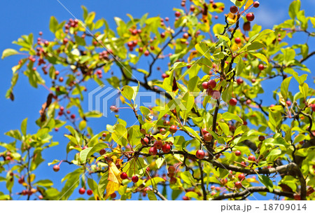 樹木：ズミ　バラ科 18709014