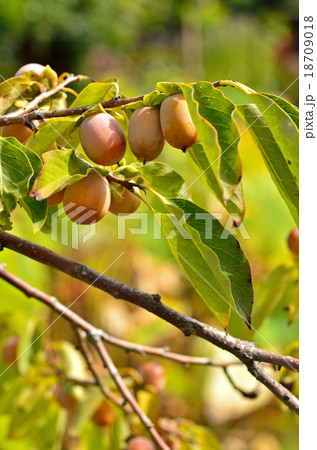 樹木:マメガキ カキノキ科 樹木:マメガキ カキノキ科 18709018