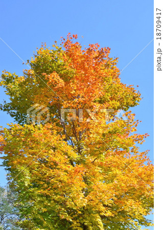 紅葉のグラデーション 18709417