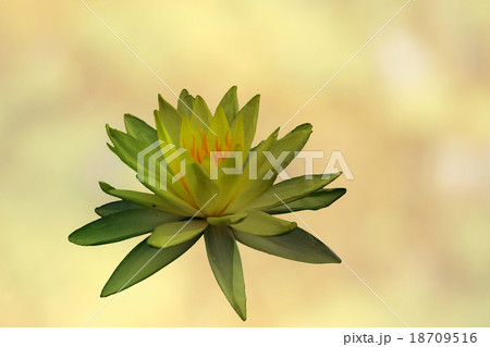 green water lily green water lily 18709516