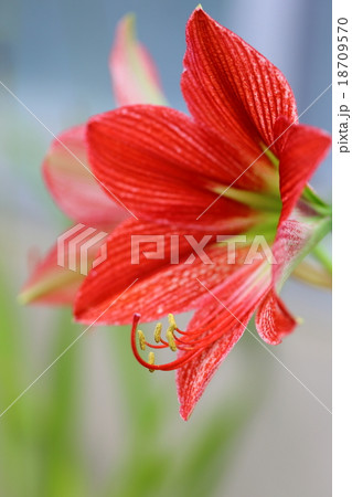 Hippeastrum アマリリス 種名不詳 の花の写真素材