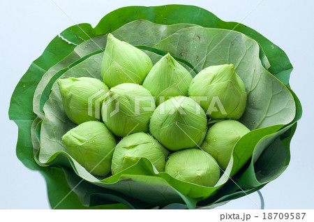 Lotus Lotus 18709587