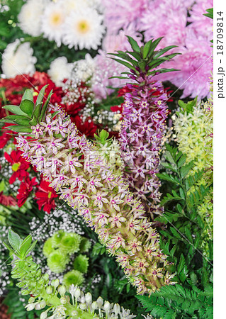 Pineapple Lily flower, Eucomis sp. 18709814