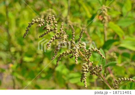 植物：アカザ　アカザ科 18711401