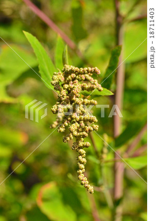 植物:アカザ アカザ科 植物:アカザ アカザ科 18711403
