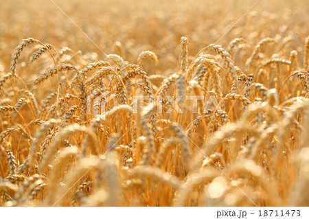 Wheat field Wheat field 18711473