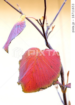 風情漂うオオカメノキの紅葉 18711653