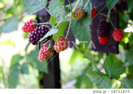 フェンスに誘引したボイセンベリー 18711874