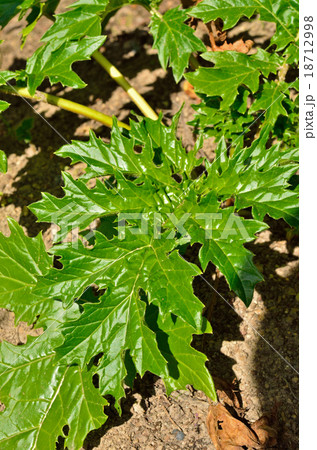 植物:ハアザミ キツネノマゴ科 植物:ハアザミ キツネノマゴ科 18712998