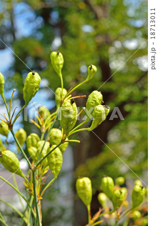 植物:ヒオウギ アヤメ科 植物:ヒオウギ アヤメ科 18713011