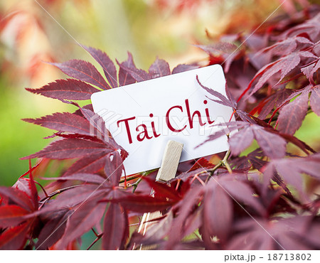 The Word „Tai Chi“ in a fan-maple tree   18713802