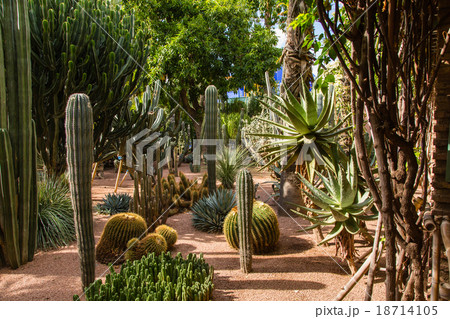 Jardin Majorelle in Marrakesh 18714105