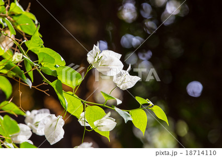 Jardin Majorelle in Marrakesh 18714110