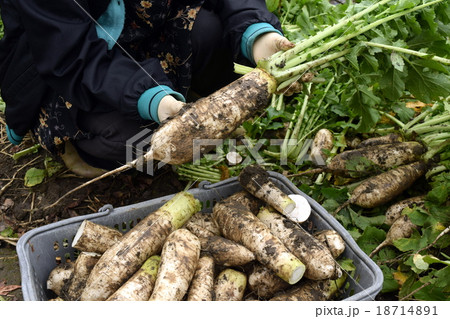 たくあん用大根の収穫 18714891