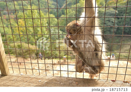 ニホンザル ニホンザル 18715713