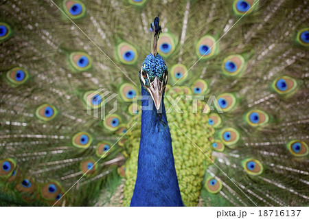 Portrait of beautiful peacock with feathers out Portrait of beautiful peacock with feathers out 18716137