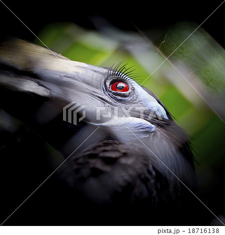 Bushy-Crested Hornbill, closeup in the zoo 18716138