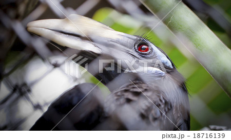Bushy-Crested Hornbill, closeup in the zoo 18716139