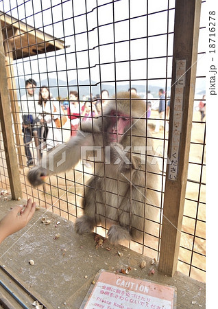 ニホンザル 18716278