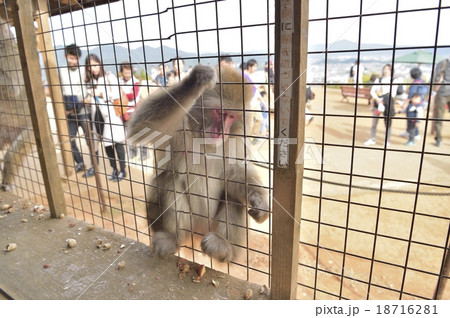 ニホンザル ニホンザル 18716281