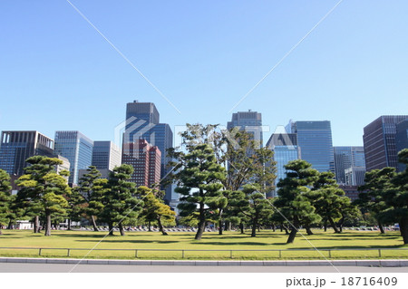 ビルと松(皇居外苑)1 ビルと松(皇居外苑)1 18716409