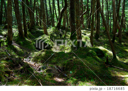 長野 八千穂高原 苔と原生林 長野 八千穂高原 苔と原生林 18716685