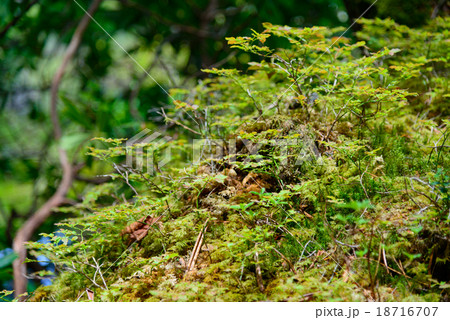 長野　八千穂高原　苔と原生林 18716707