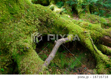 長野 八千穂高原 苔と原生林 長野 八千穂高原 苔と原生林 18716718